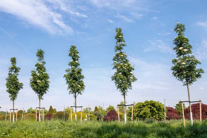 Sorbus Dodong an der Straße Mehlbeeren als straßenbegleitgrün