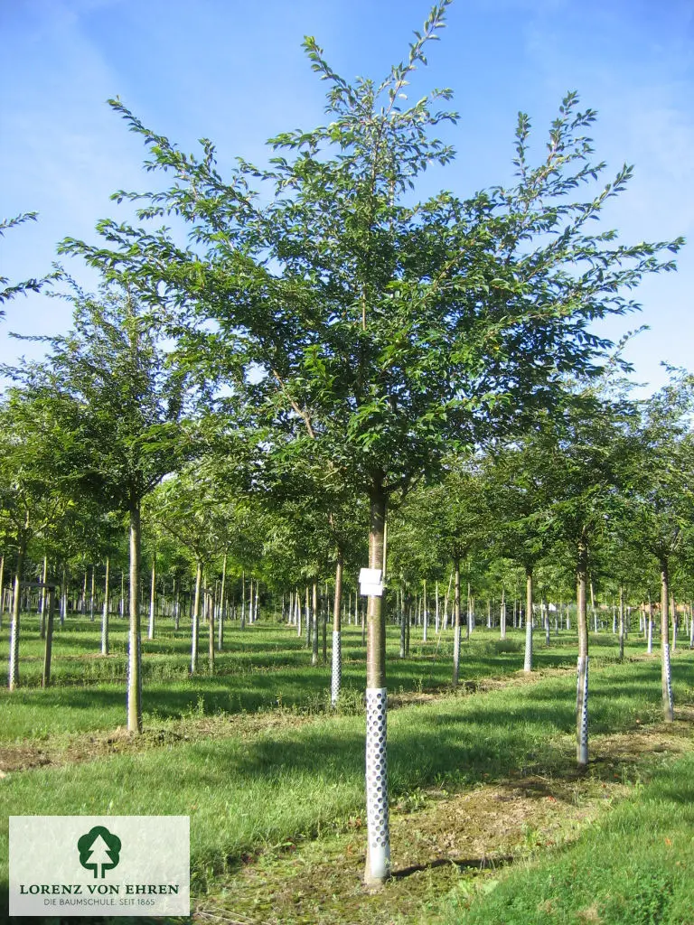 Prunus subhirtella 'Autumnalis Rosea'