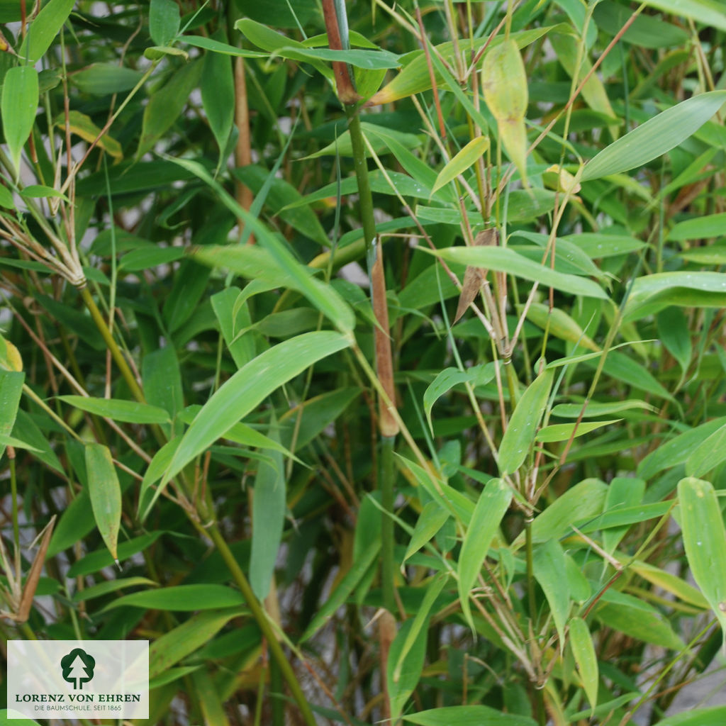 Fargesia murielae 'Jumbo'