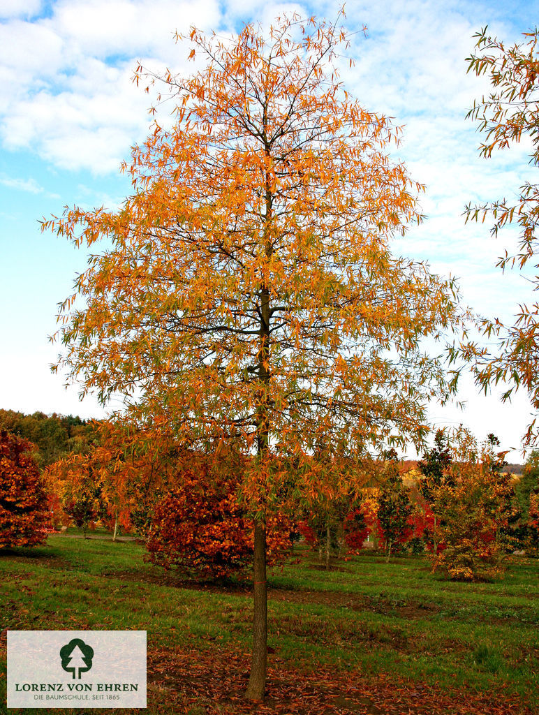 Quercus phellos