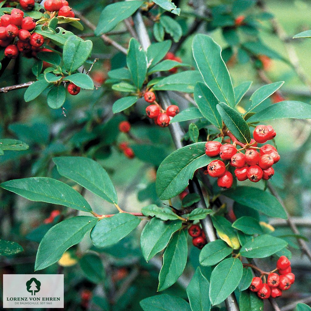 Cotoneaster watereri 'Pendulus'