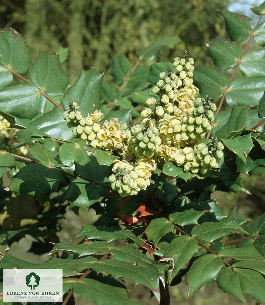 Mahonia bealei