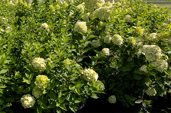 Wunderschöne Hydrangea Limelight Limonenfarbige Hortensien