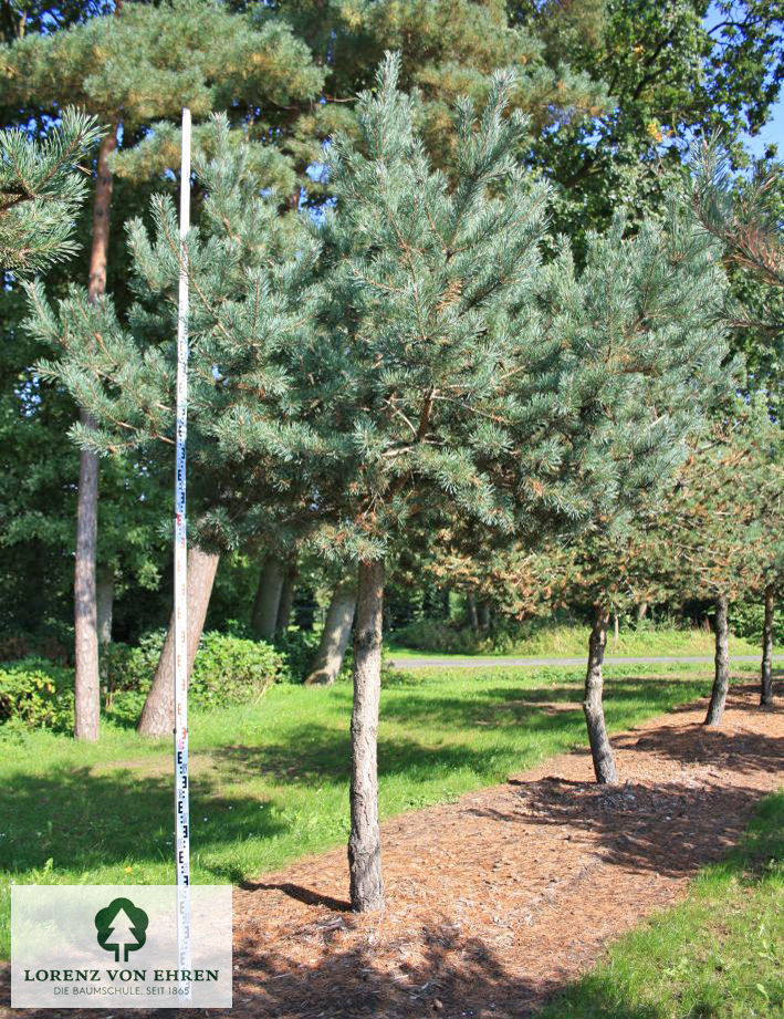 Pinus sylvestris 'Norske Typ'