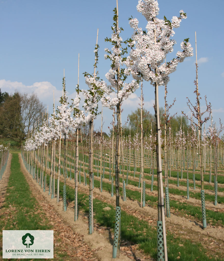 Prunus yedoensis