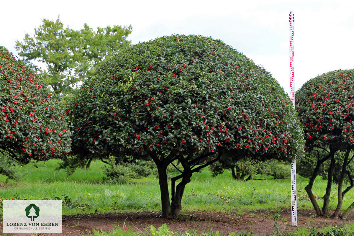 Ilex meserveae 'Blue Princess'