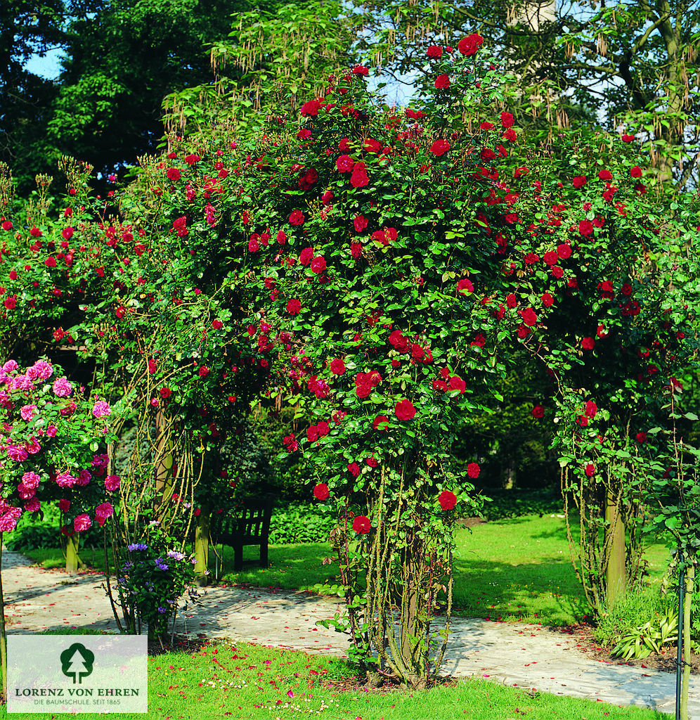 Rosa 'Sympathie'