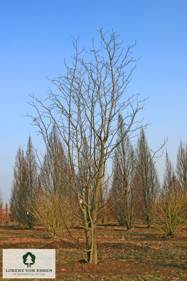 Styrax obassia