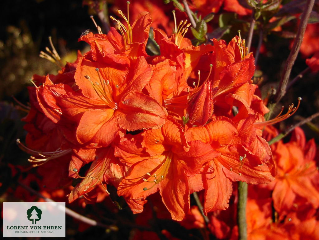 Rhododendron Azalea 'Fireball'