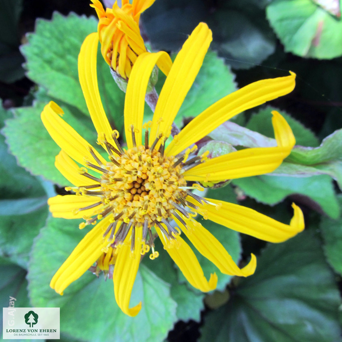 Ligularia dentata