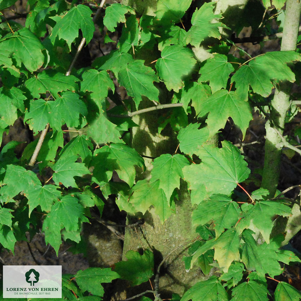 Acer saccharum