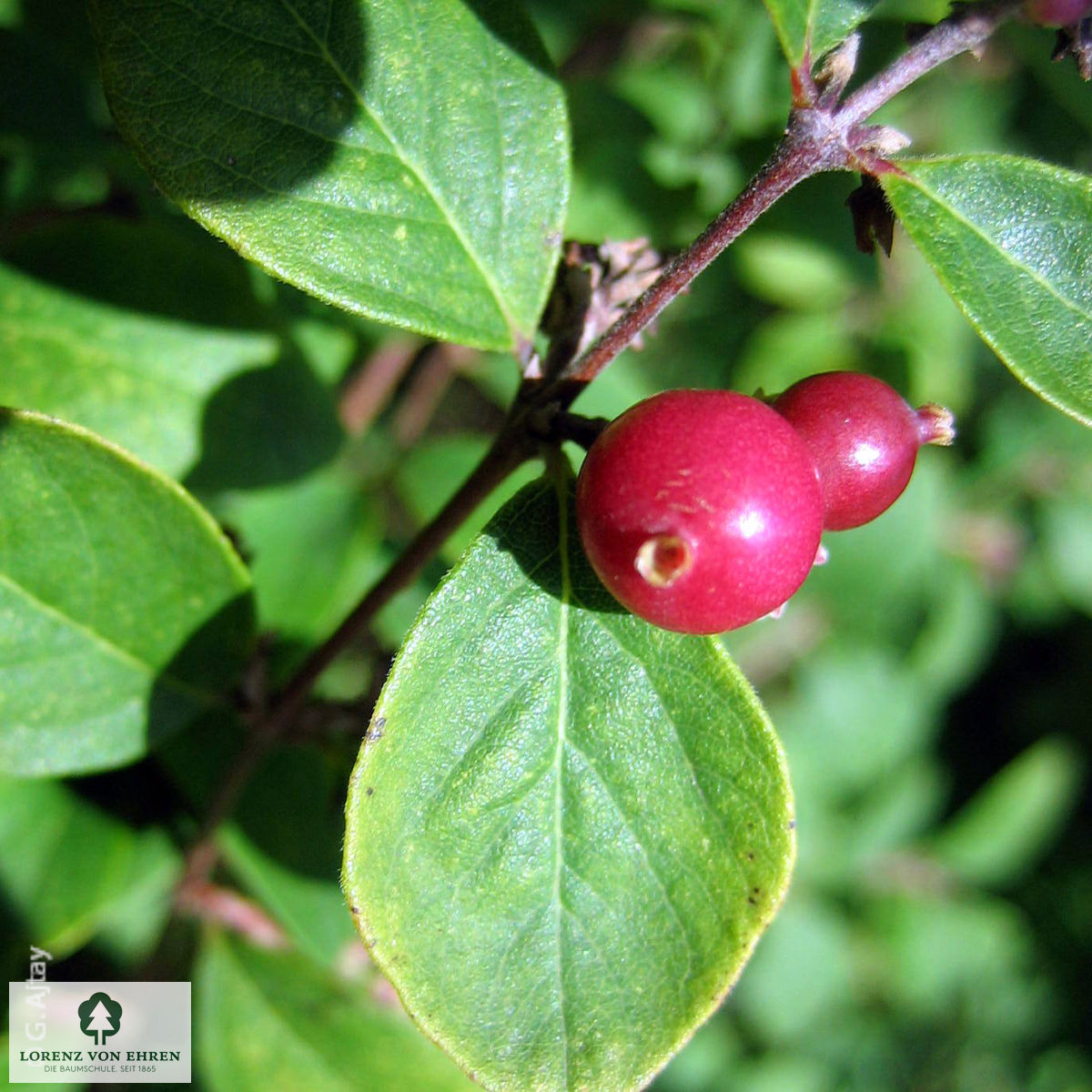Symphoricarpos chenaultii 'Hancock'