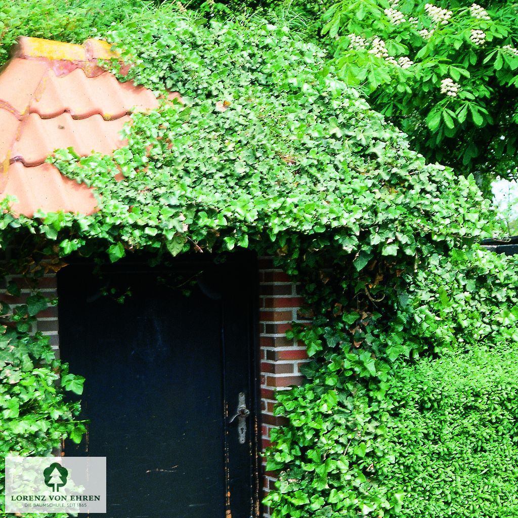 Hedera helix hibernica