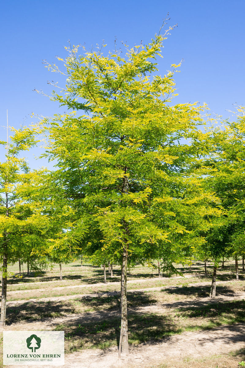 Gleditsia triacanthos 'Sunburst'