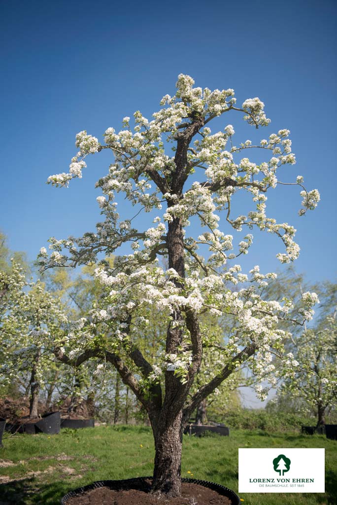 Der Pyrus communis Conference Unikat ist ein vielseitiger Birnenbaum, der sich für verschiedene Zwecke eignet. Er ist ideal für Gartenbesitzer, die nach einem Baum suchen, der mit seinem besonderen Aussehen und seinen leckeren Früchten überzeugt.