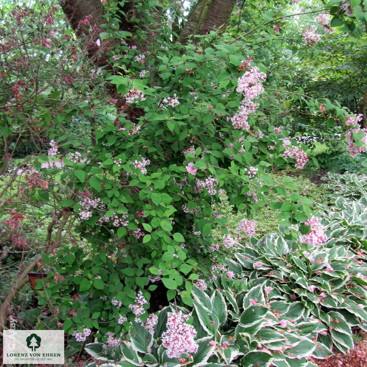 Syringa microphylla 'Superba'