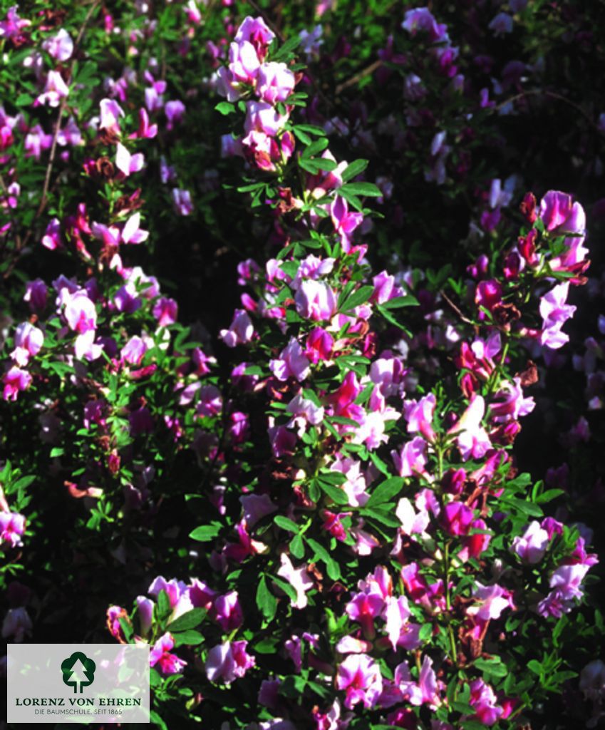 Cytisus purpureus