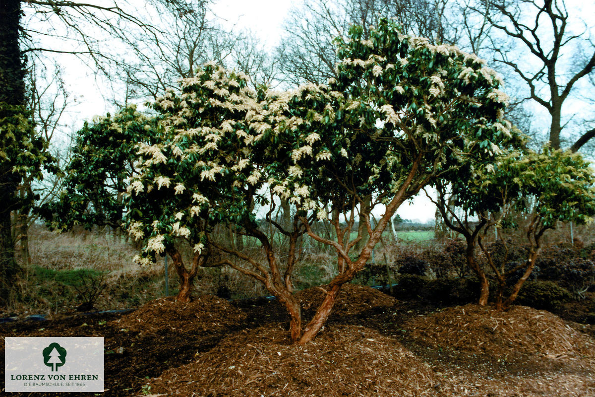 Pieris japonica