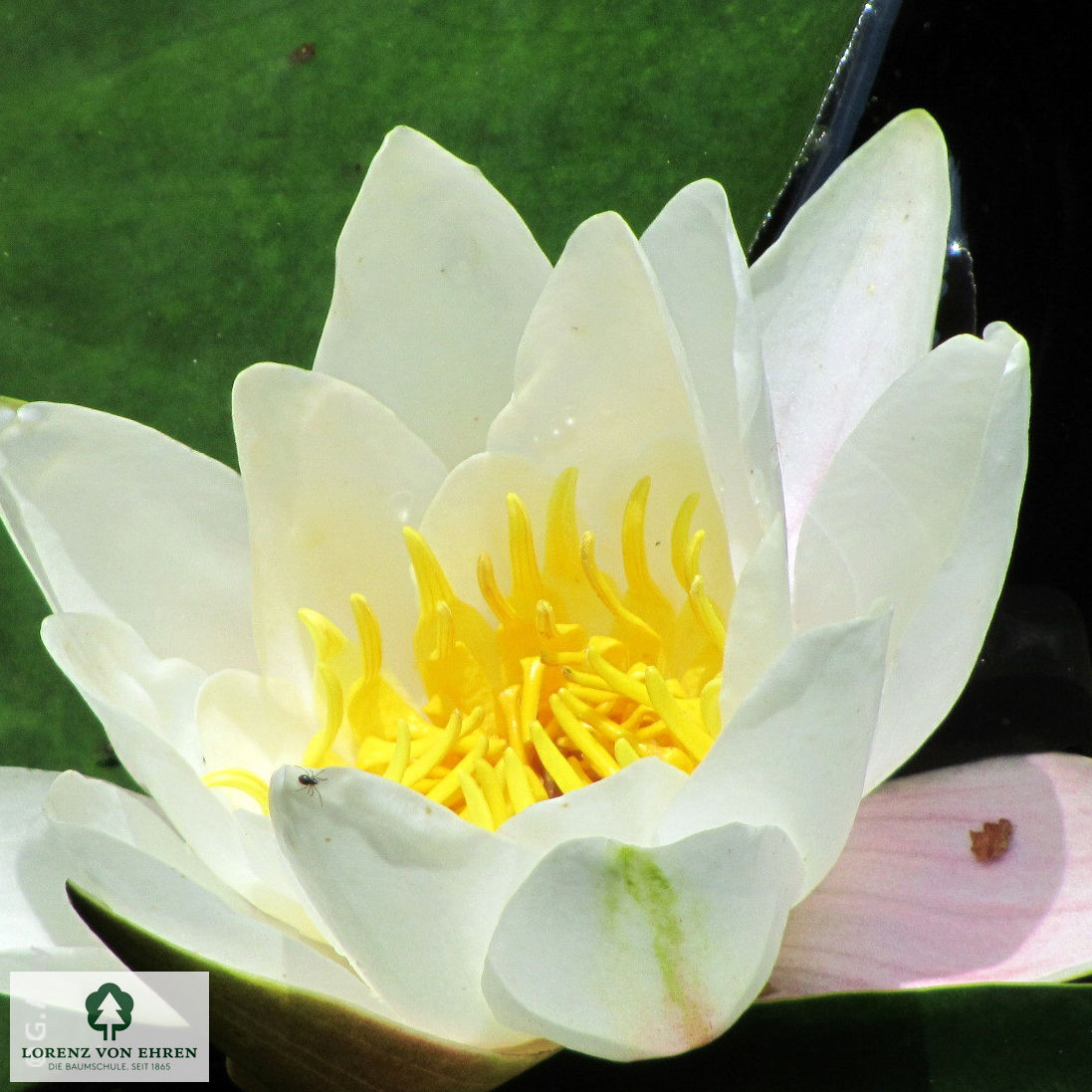 Nymphaea alba