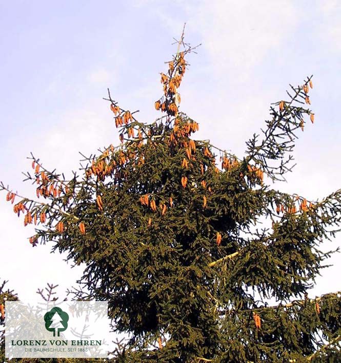 Picea orientalis 'Aurea'