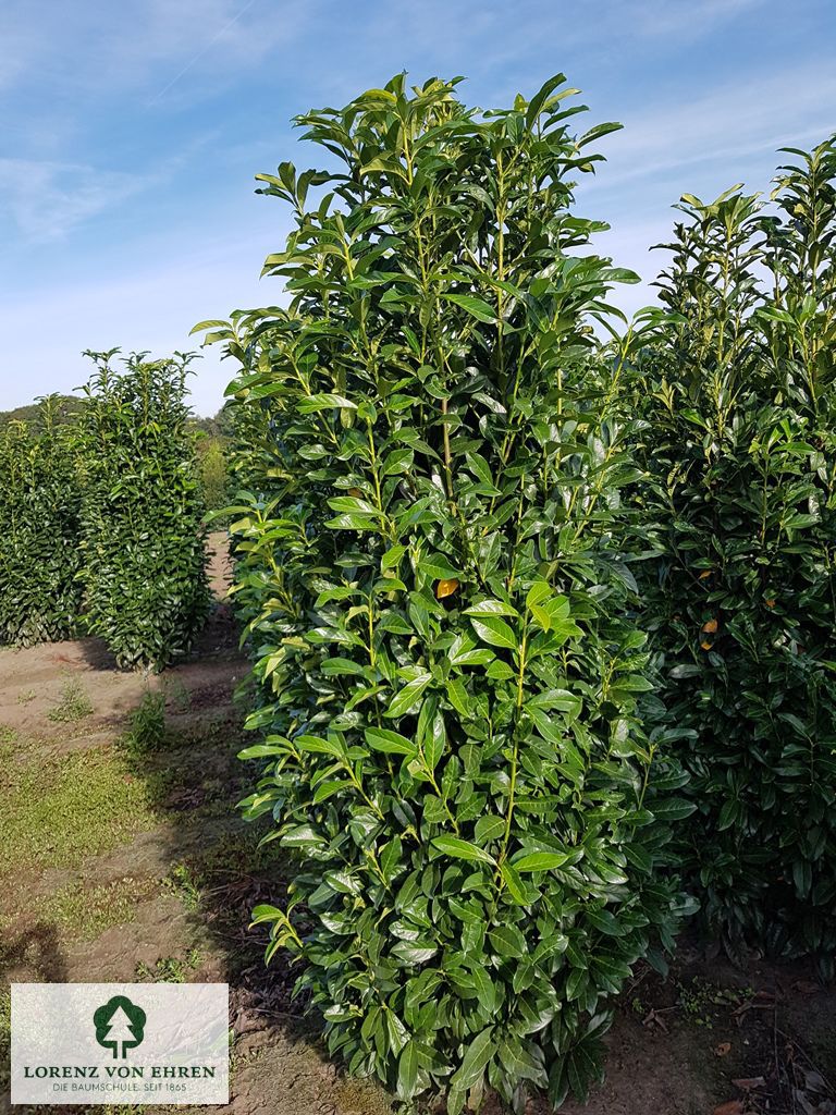 Prunus laurocerasus 'Genolia'