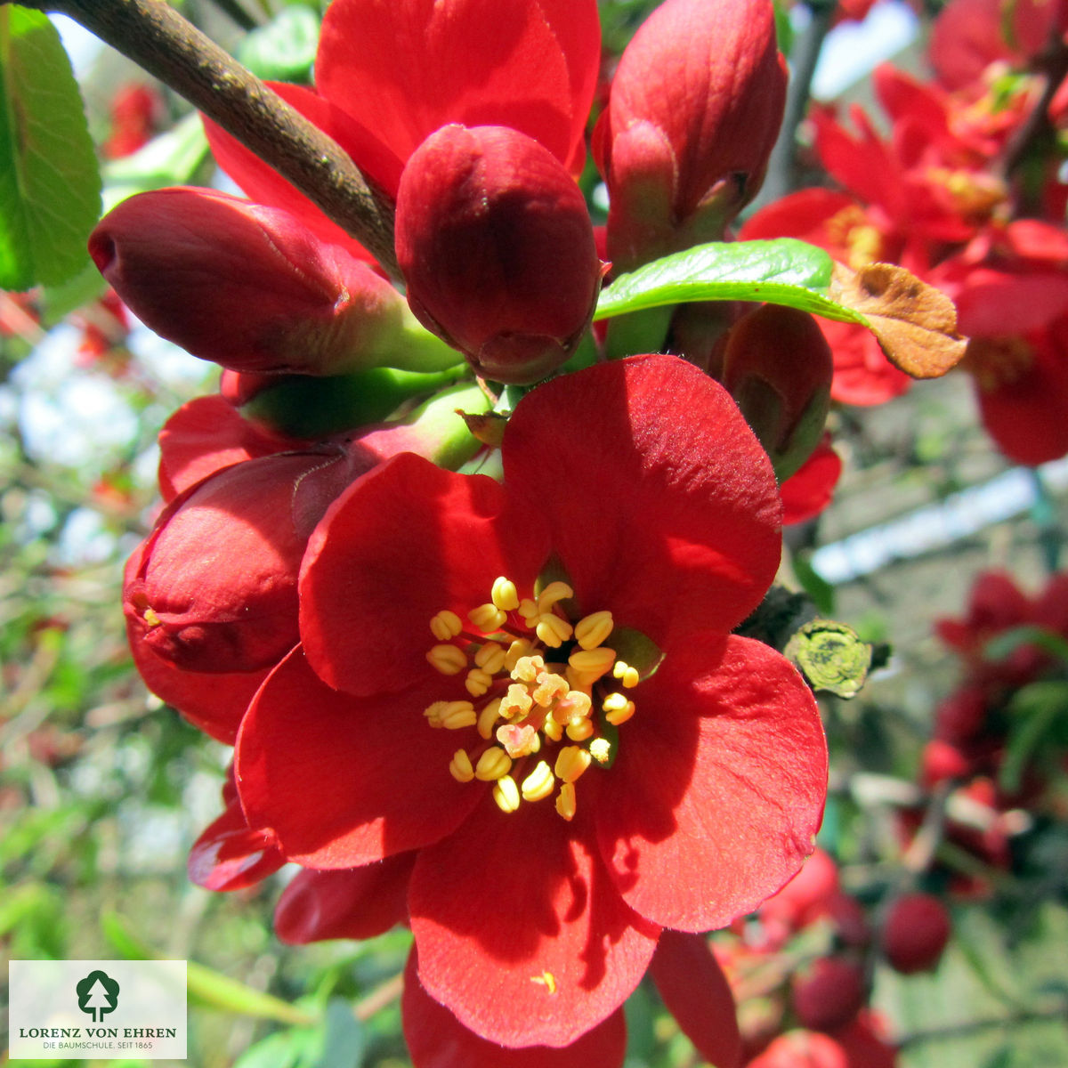 Chaenomeles 'Crimson and Gold'