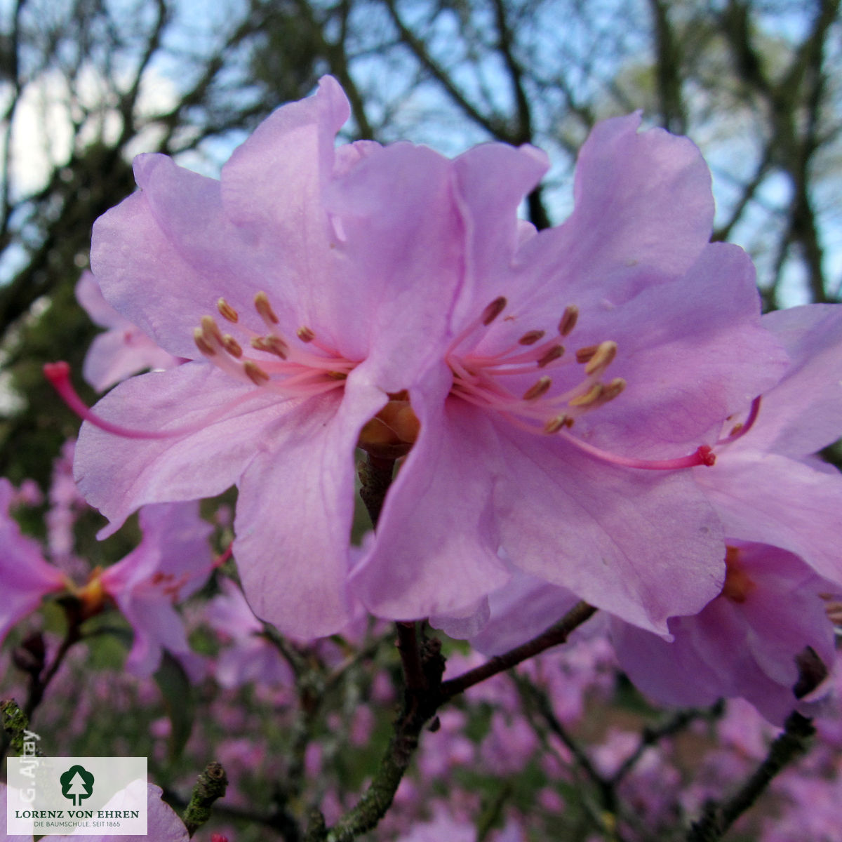 Rhododendron 'Praecox'