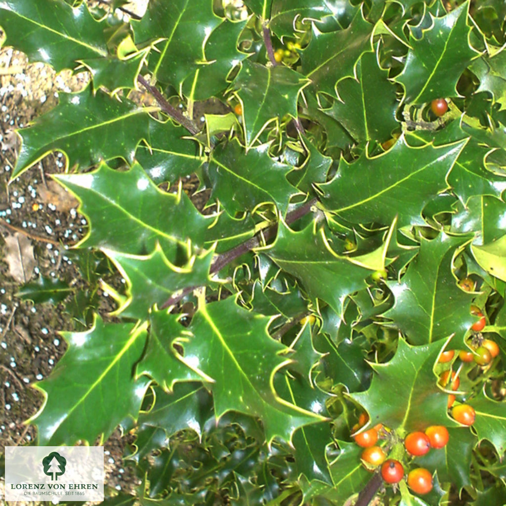 Ilex aquifolium 'Alaska'