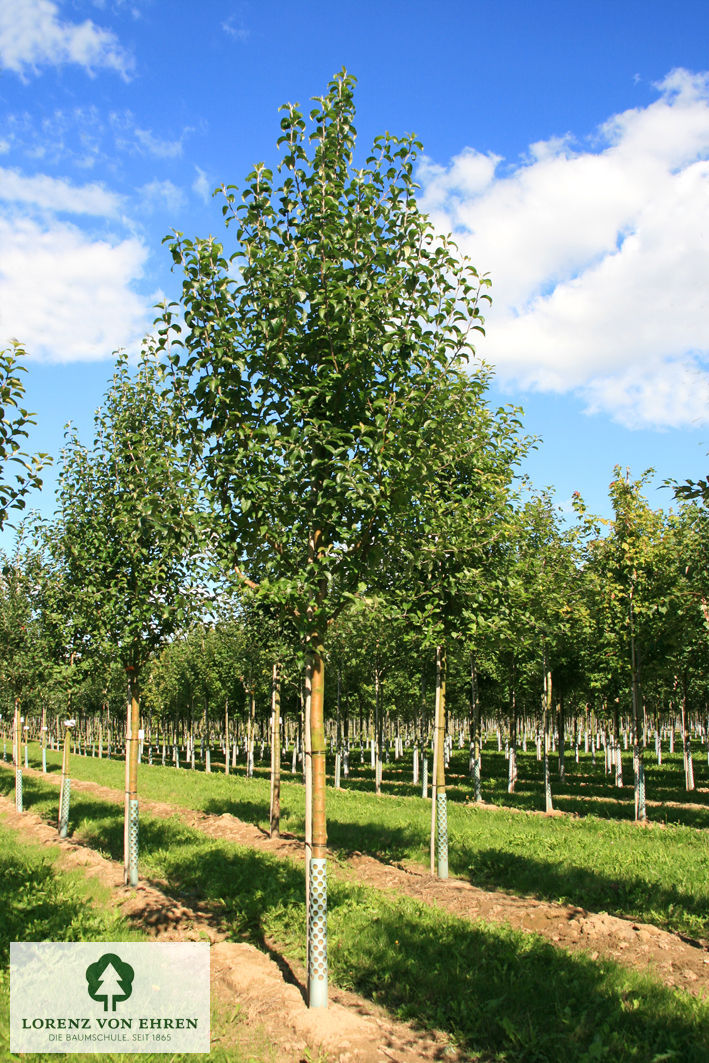 Malus domestica 'Weißer Winterglockenapfel'