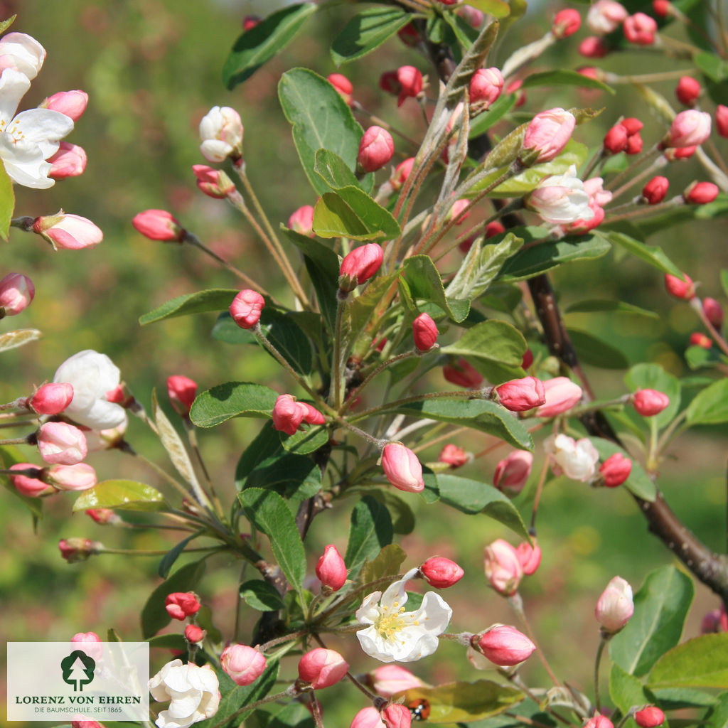 Malus 'Beverly'