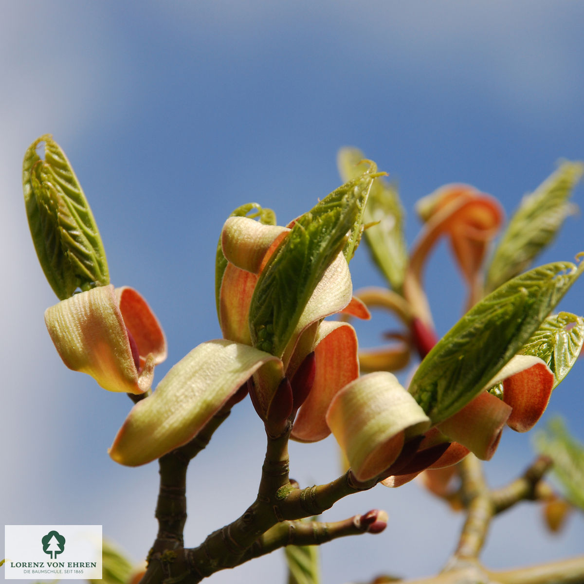 Acer capillipes