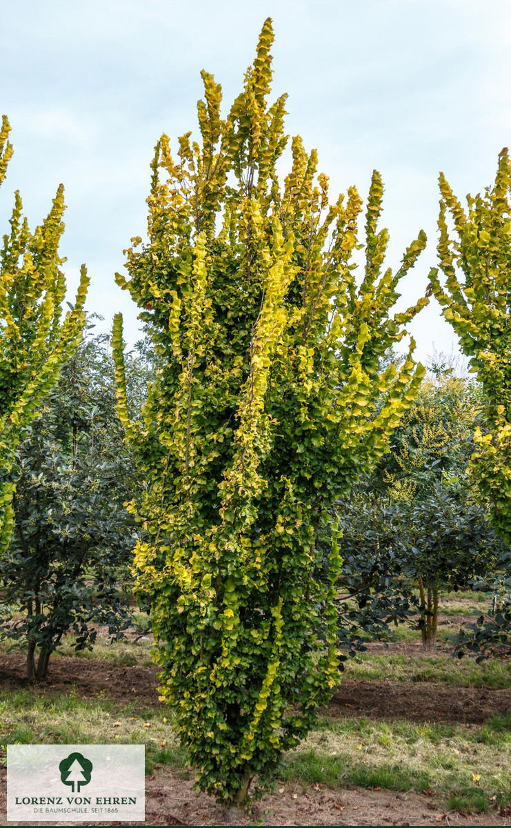 Ulmus hollandica 'Wredei'