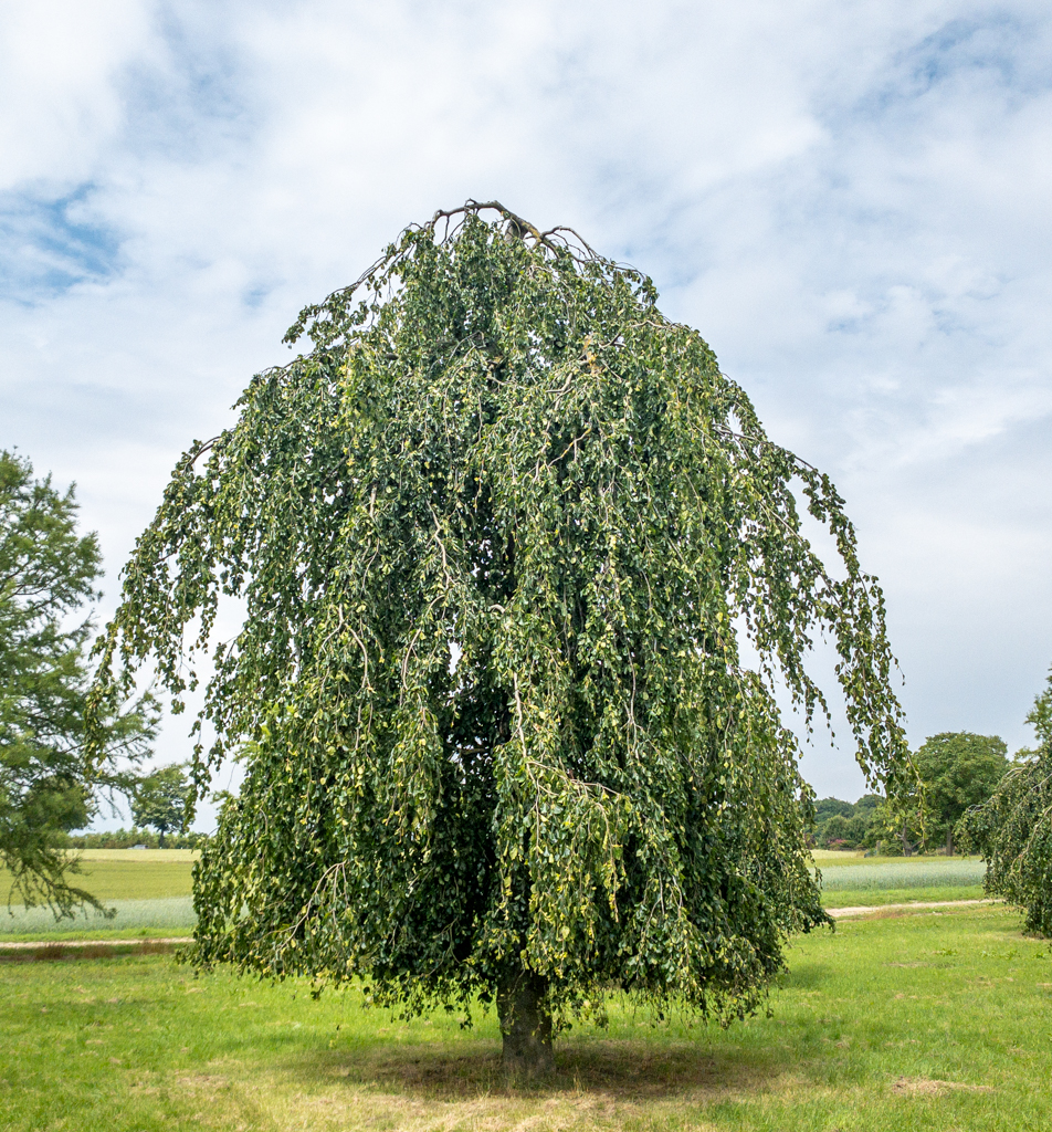 Fagus sylvatica 'Pendula' Unikat