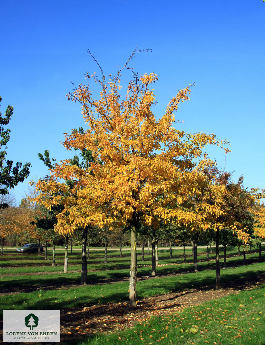 Pyrus communis 'Gute Graue'