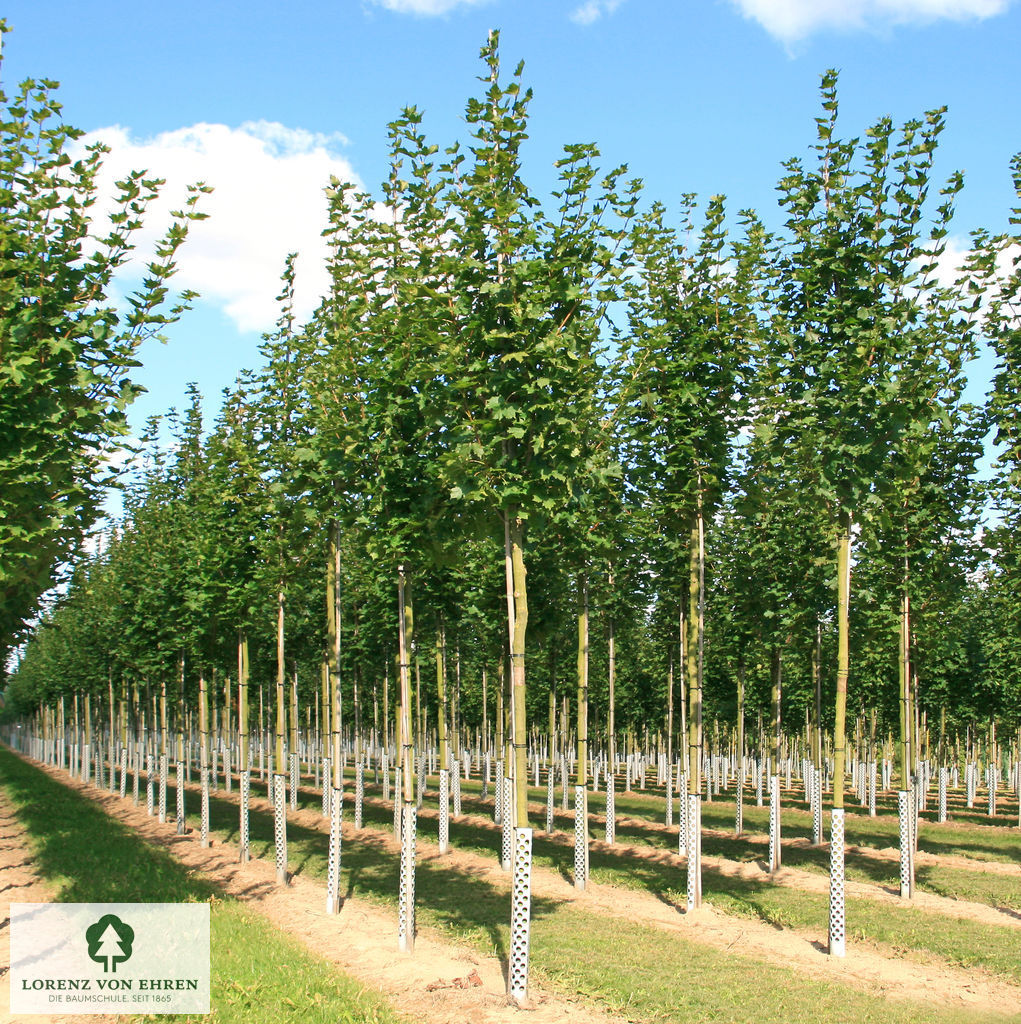 Acer platanoides 'Cleveland'