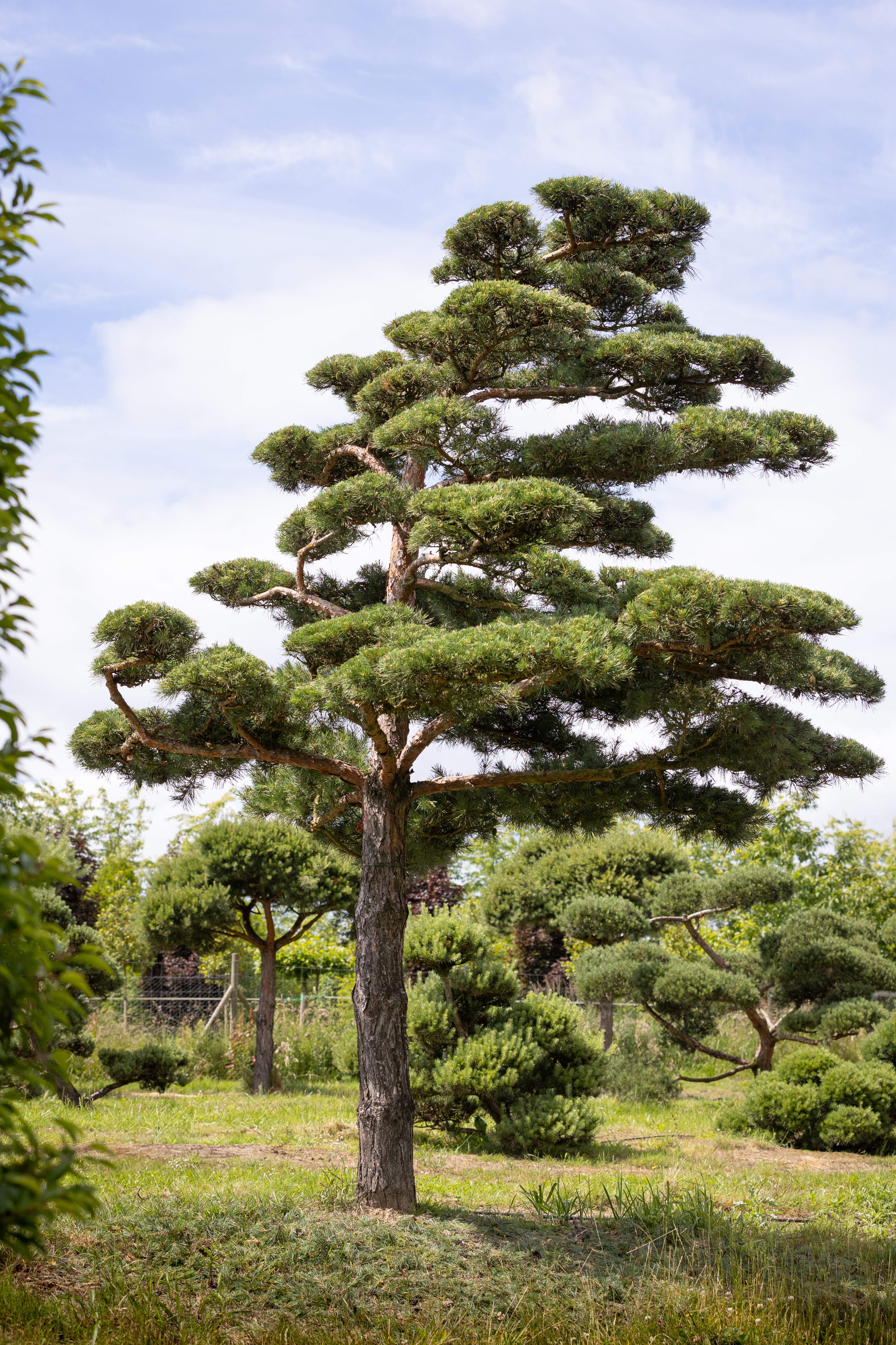 Pinus sylvestris Bonsai