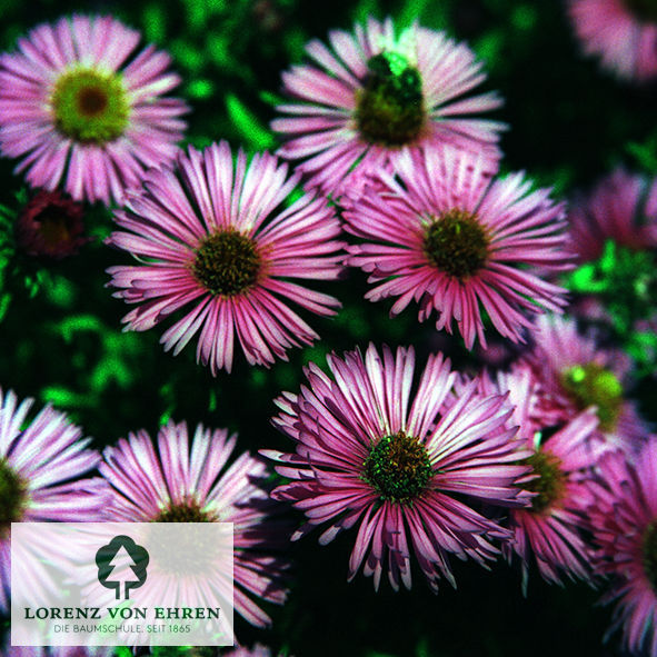 Aster novae-angliae 'Andenken an Paul Gerber'