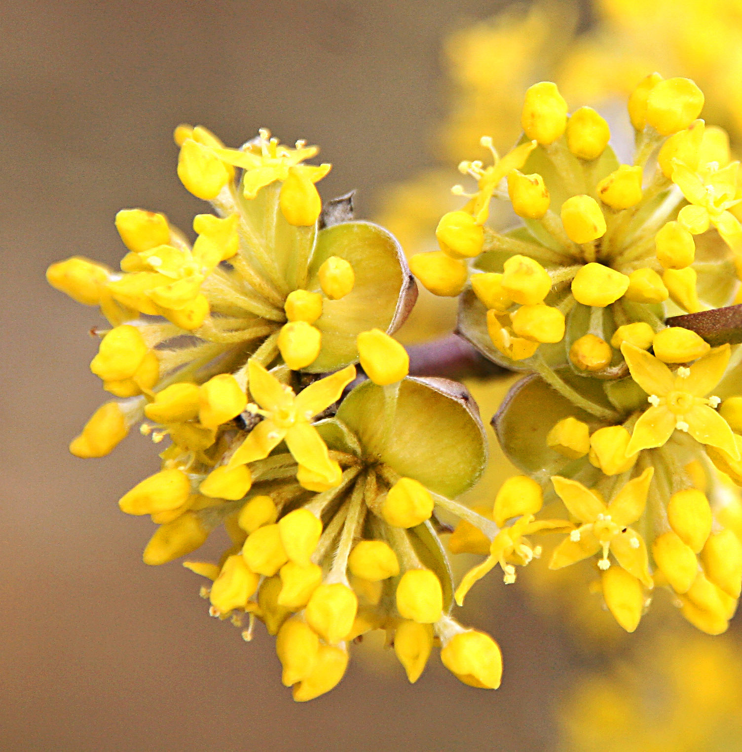 Die zarten gelben Blüten der Kornelkirsche