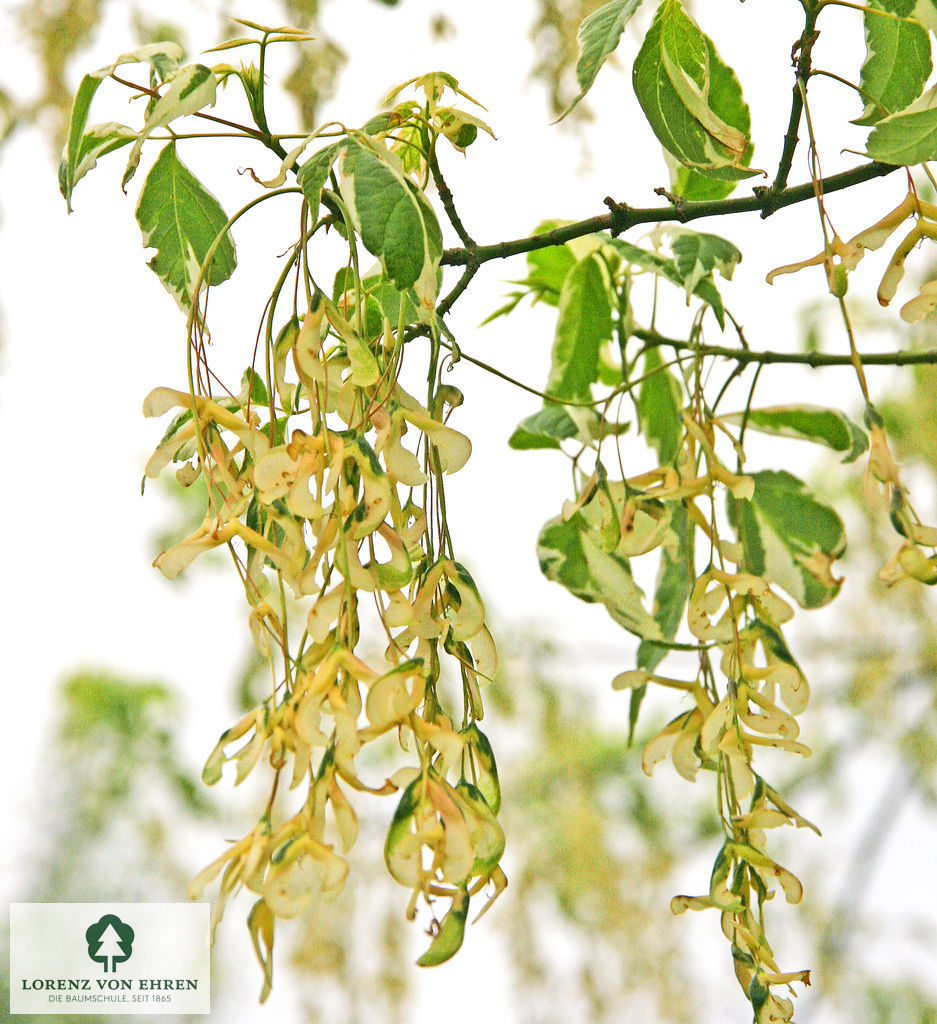 Acer negundo 'Variegatum'