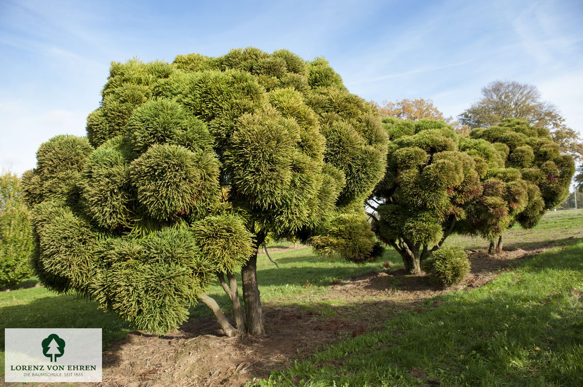 Cryptomeria japonica 'Globosa'