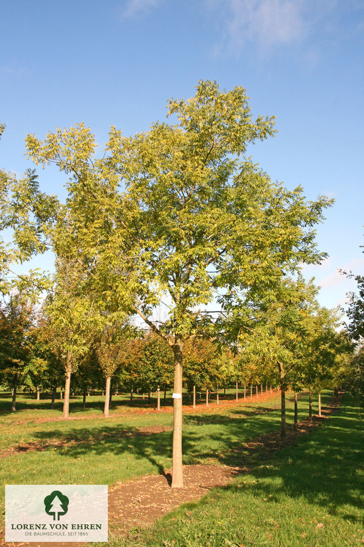 Sophora japonica 'Regent'