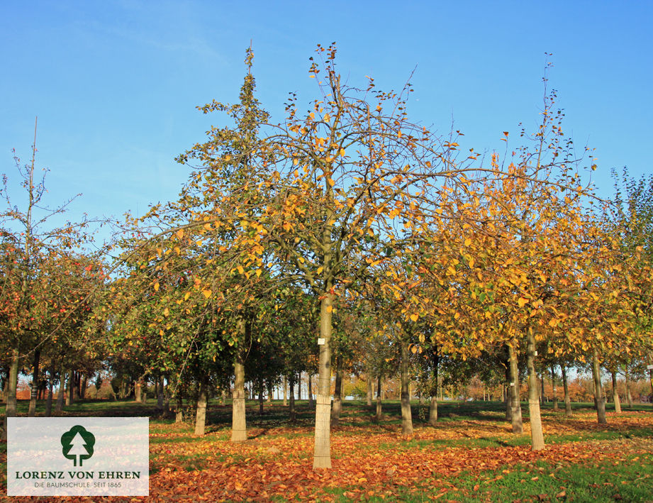 Malus domestica 'Jakob Lebel'