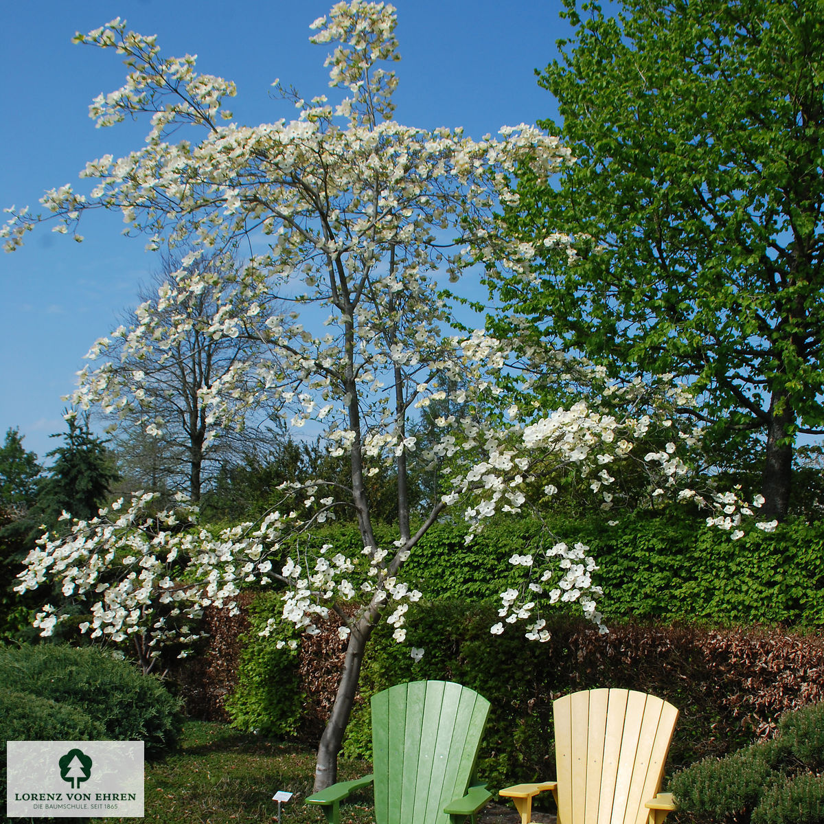 Cornus florida