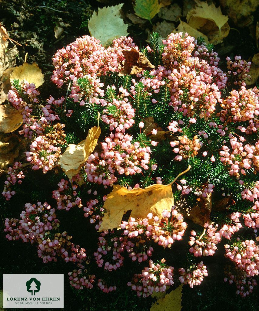 Erica vagans 'St Keverne'