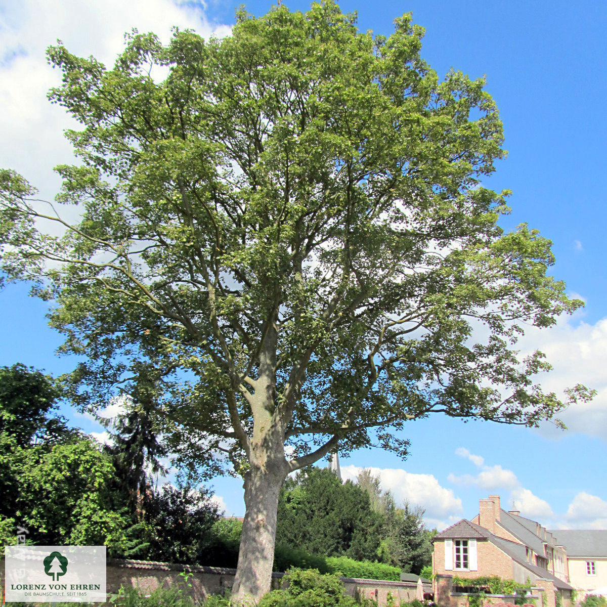 Acer pseudoplatanus 'Leopoldii'