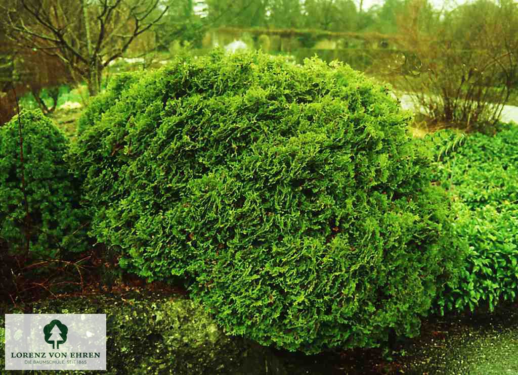 Chamaecyparis pisifera 'Plumosa Aurea'