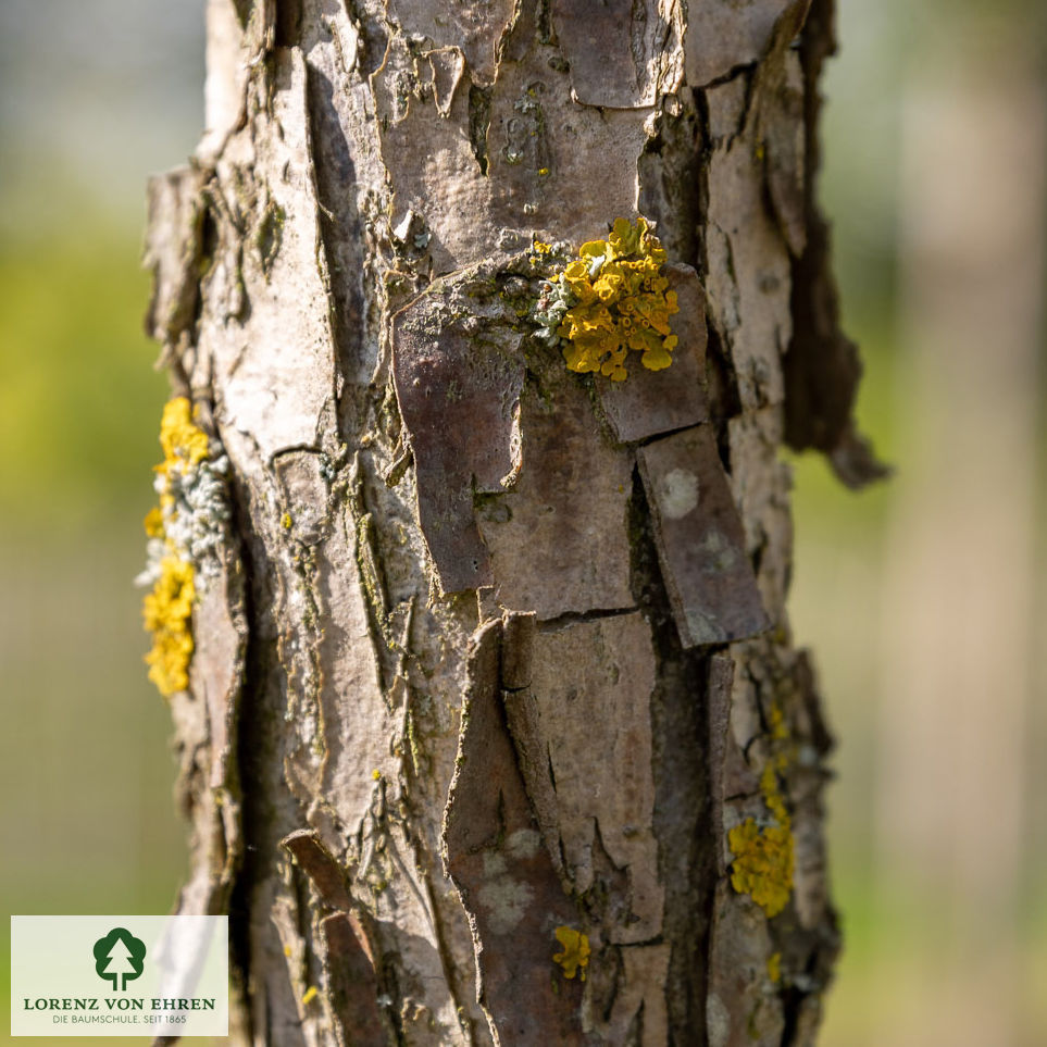 Quercus bicolor