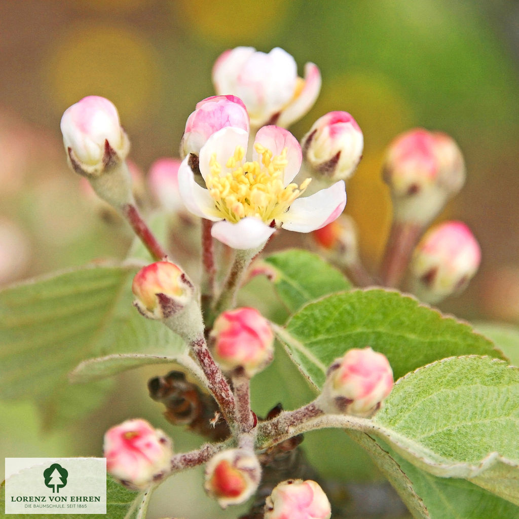 Malus tschonoskii