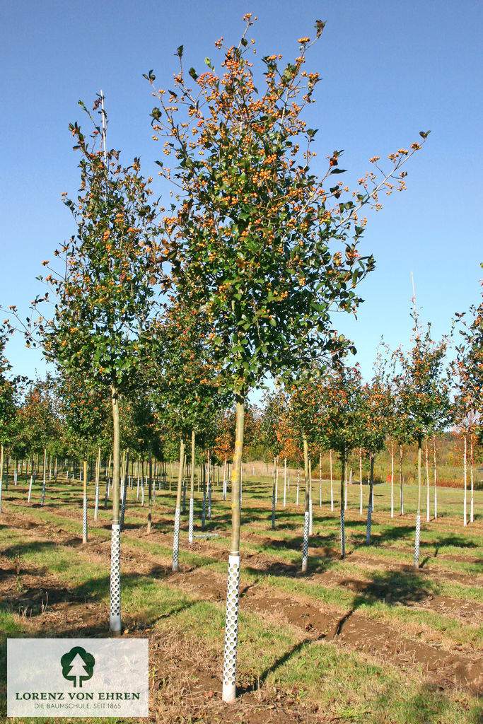 Crataegus lavallei 'Carrierei'