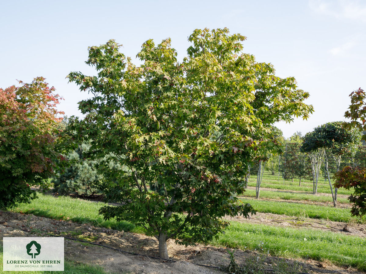 Acer palmatum 'Osakazuki'